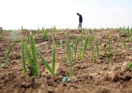 Agricultura y Servicios tiran de la economía de Castilla y León