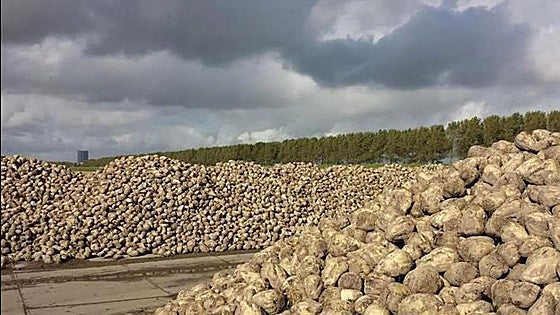 León se consolida como principal productora de remolacha en España