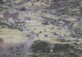 Pastos de Babia.