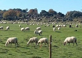 La montaña de León acoge las II Jornadas de Pastoreo en las redes