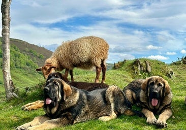 «Dicen que tomes medidas y cuando te matan los perros no te indemnizan»