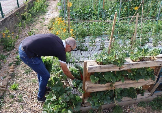 Cosechando el huerto