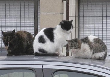 León tiene controlados a casi la mitad de sus 750 gatos callejeros