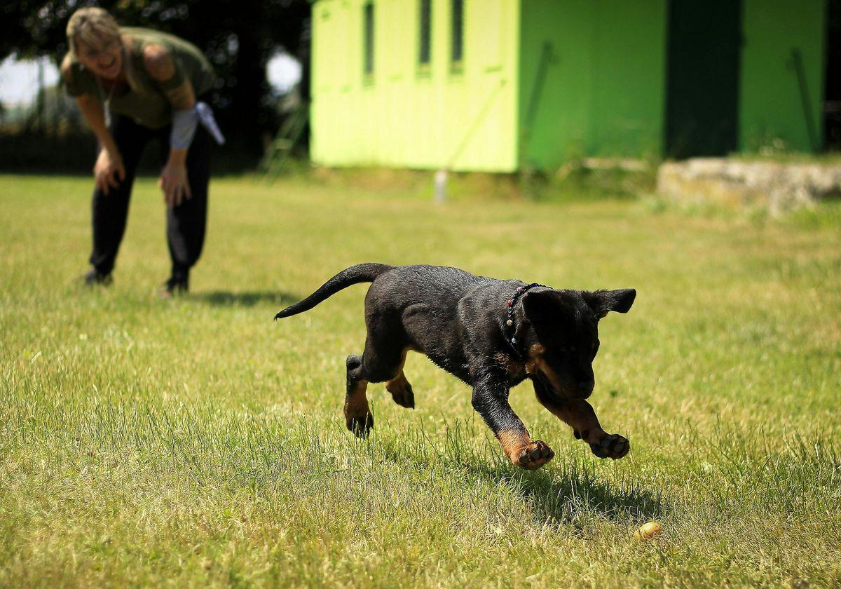 Un perro jugando.