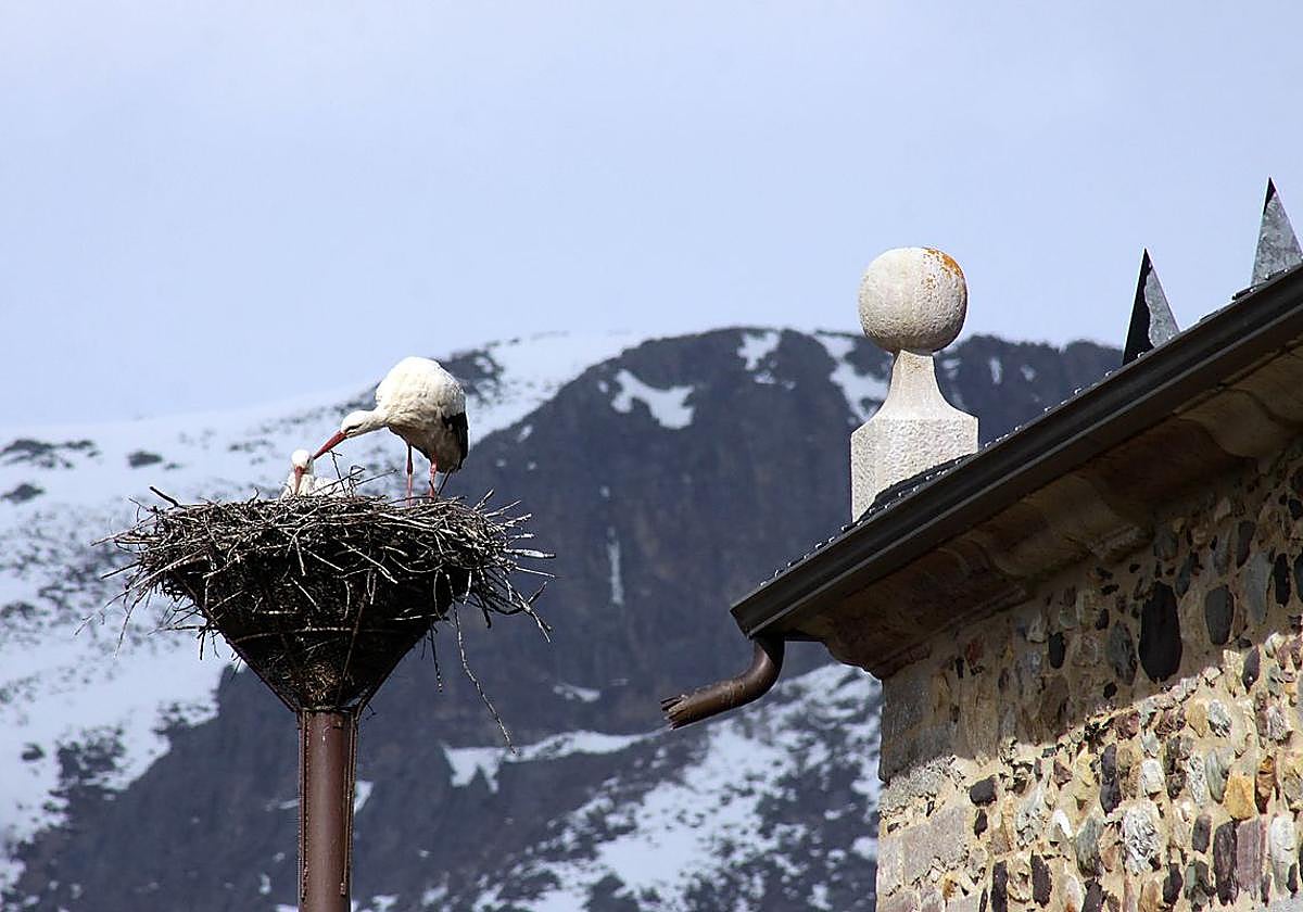 Un nido de cigüeña en la casa del parque de Riolago.