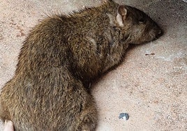 Rata muerta en la calle San Agustín.