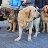 Los mastines leoneses dejan huella en San Emiliano