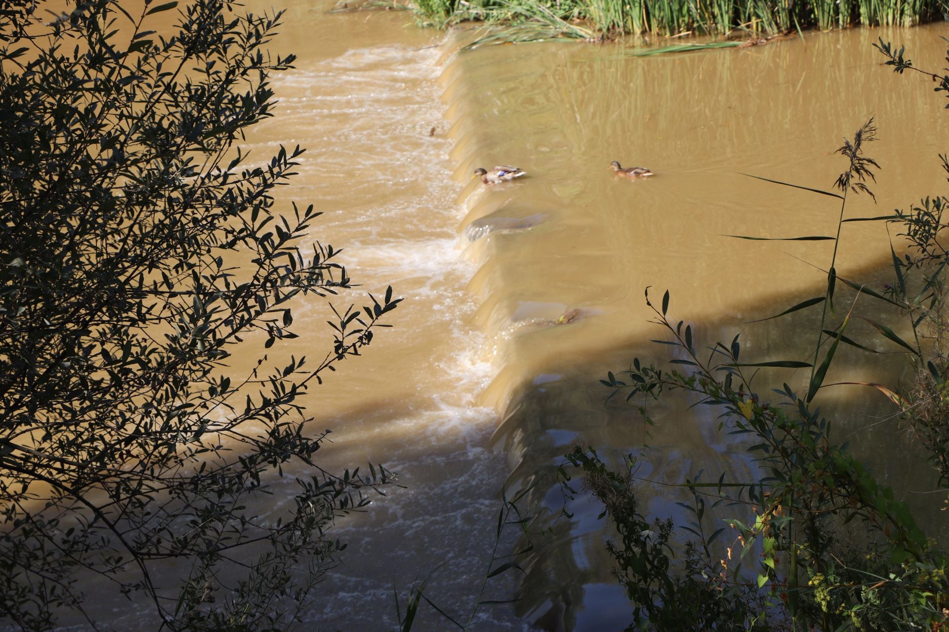 Lluvias llenan el río Bernesga y aumentan su caudal