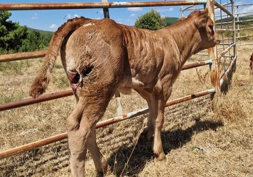 Un oso mata un ternero de 220 kilogramos y acaba con siete colmenas