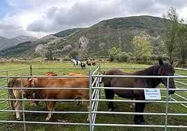 Decenas de animales estarán presentes en el concurso ganadero