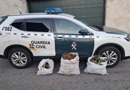 Planta y raíz incautada en la zona de La Magdalena.