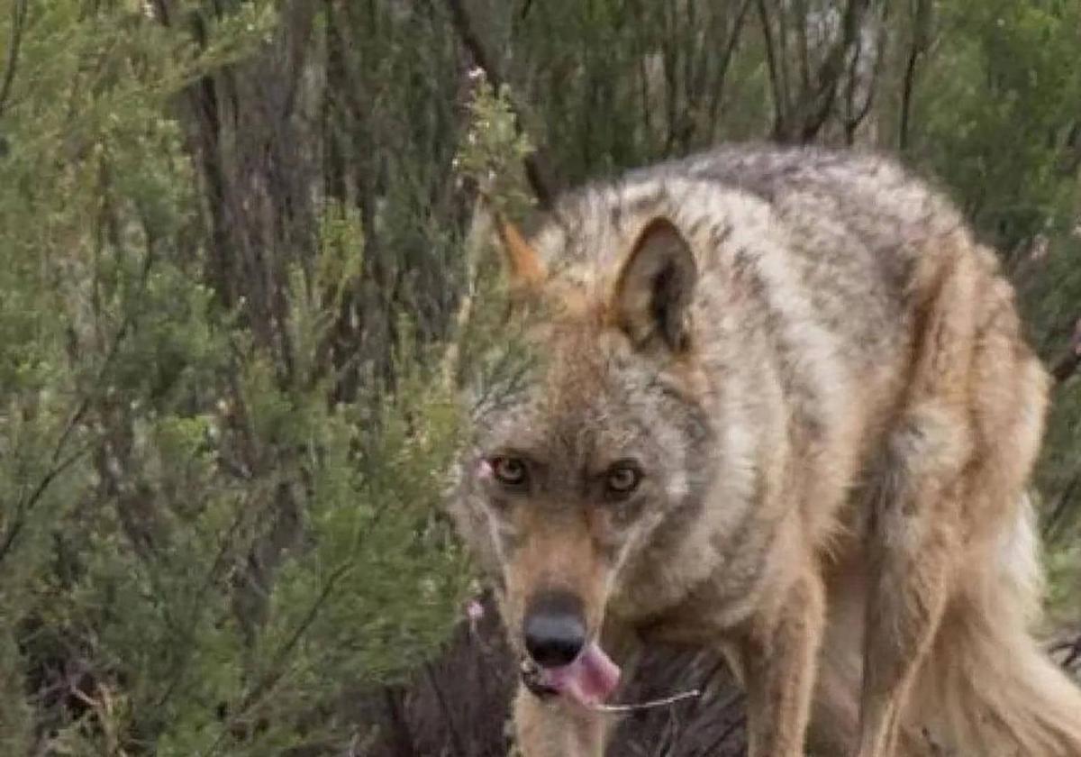 Imagen de archivo de un lobo.