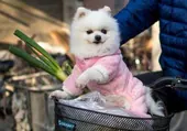 Más de 80 perros pomerania se concentrarán en la plaza Mayor de León