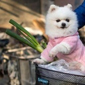 Más de 80 perros pomerania se concentrarán en la plaza Mayor de León