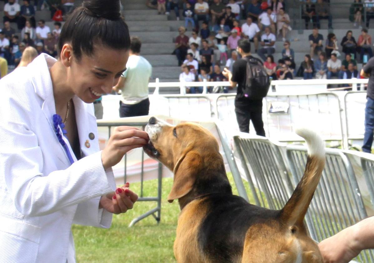 Un pueblo de León acoge una prueba nacional de perros beagle y harrier