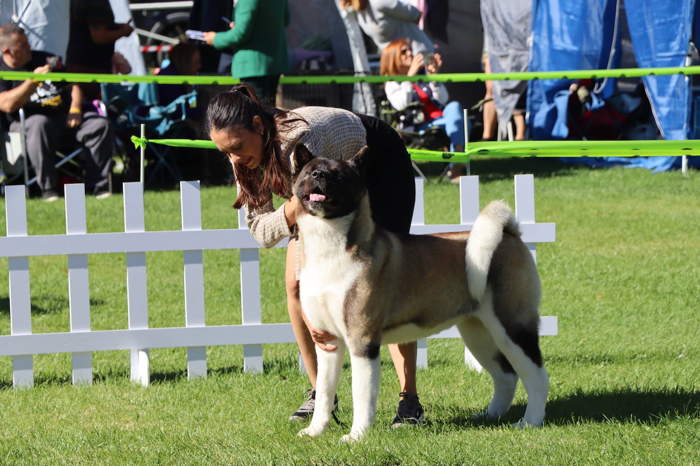 Las mejores imágenes de la XXXI Exposición Nacional Canina