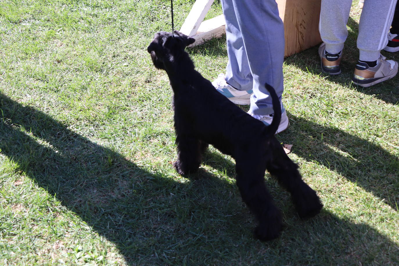 Las mejores imágenes de la XXXI Exposición Nacional Canina