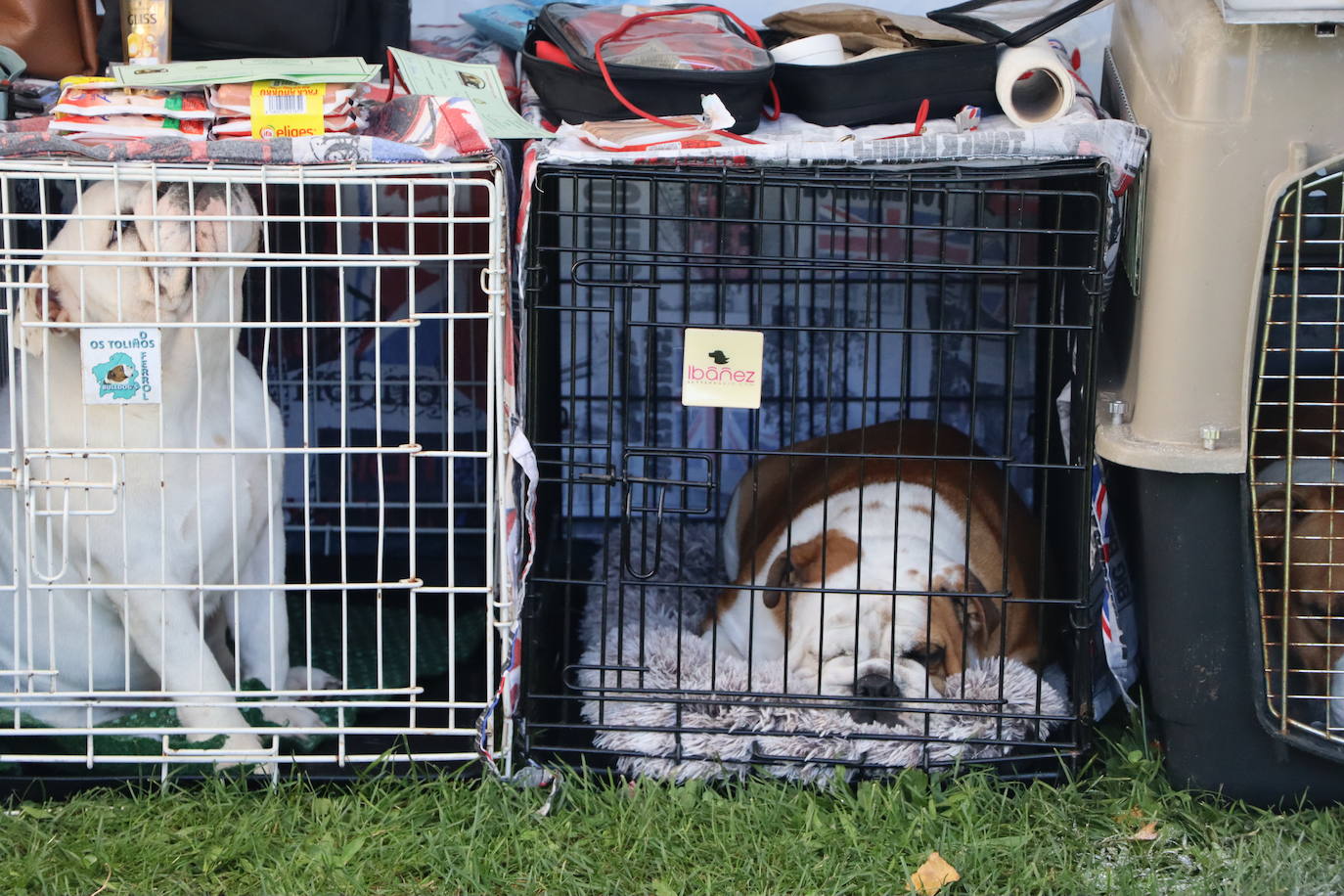 Las mejores imágenes de la XXXI Exposición Nacional Canina