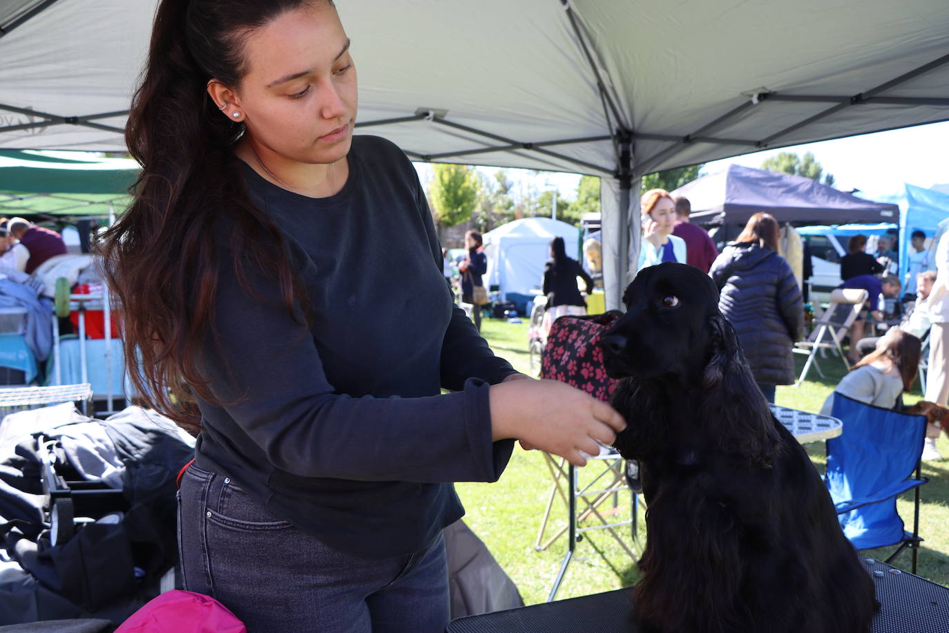 Las mejores imágenes de la XXXI Exposición Nacional Canina