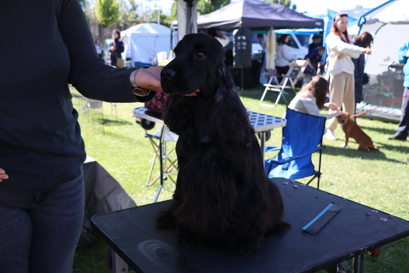 Las mejores imágenes de la XXXI Exposición Nacional Canina