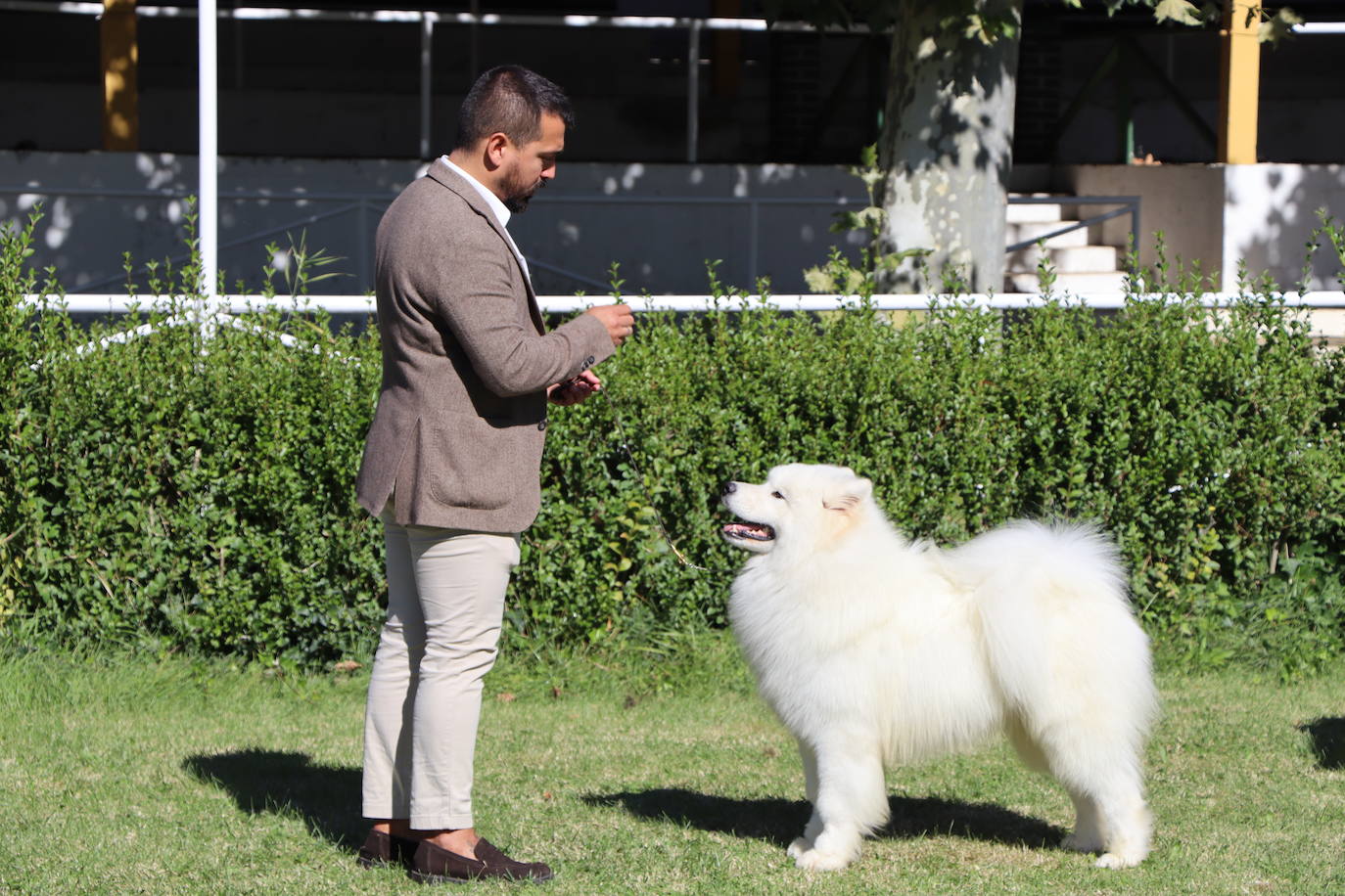 Las mejores imágenes de la XXXI Exposición Nacional Canina