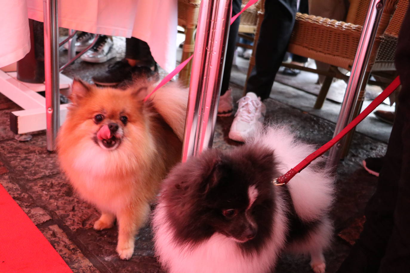 Más de medio centenar de perros pomerania desfilan en la Plaza Mayor de León