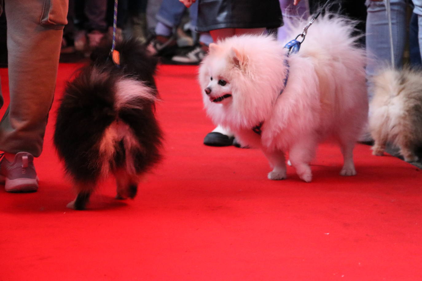 Más de medio centenar de perros pomerania desfilan en la Plaza Mayor de León