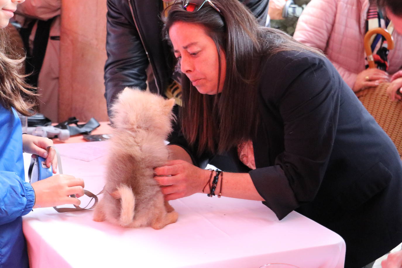 Más de medio centenar de perros pomerania desfilan en la Plaza Mayor de León