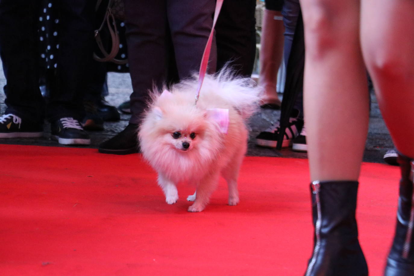 Más de medio centenar de perros pomerania desfilan en la Plaza Mayor de León