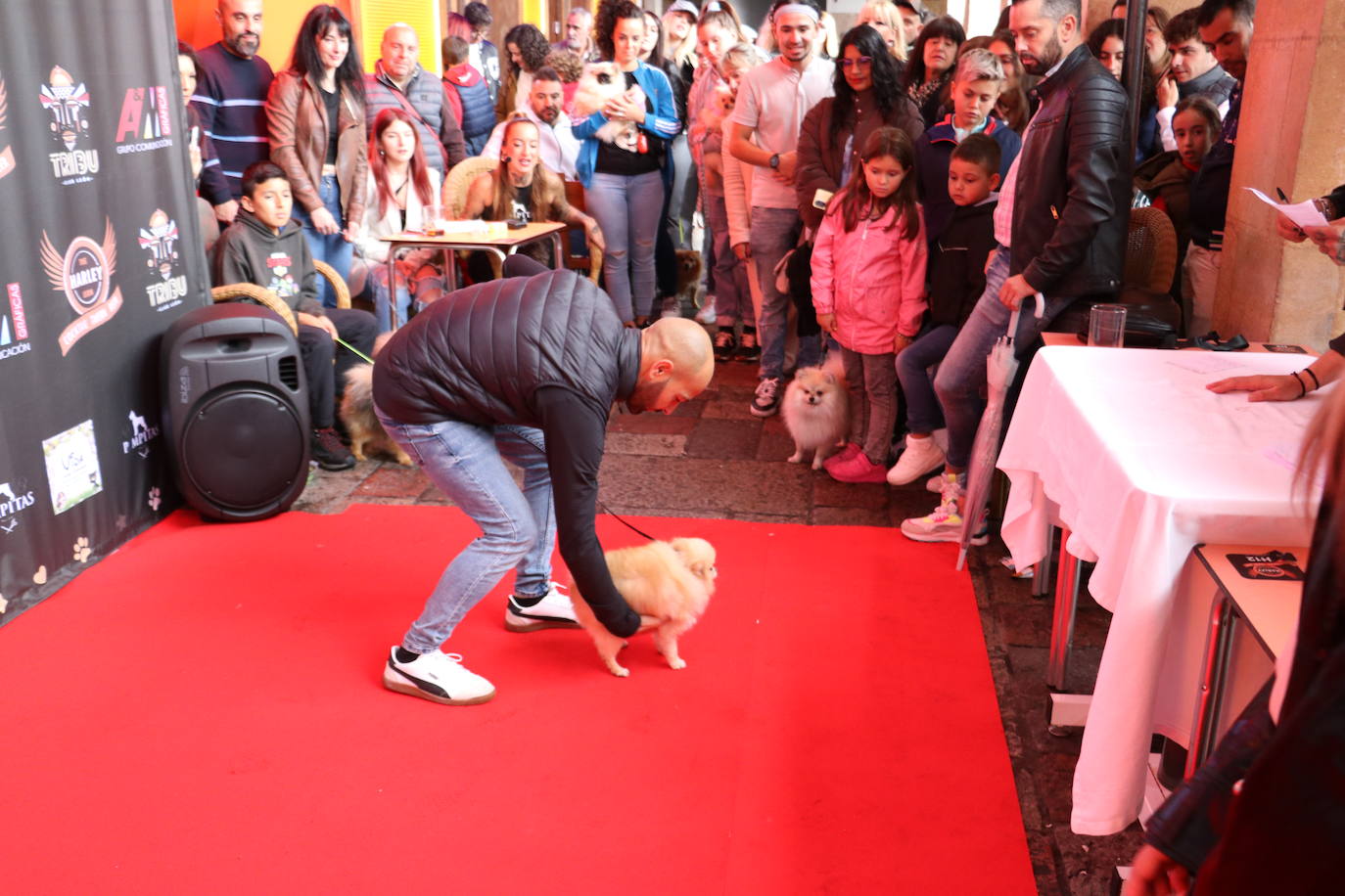 Más de medio centenar de perros pomerania desfilan en la Plaza Mayor de León