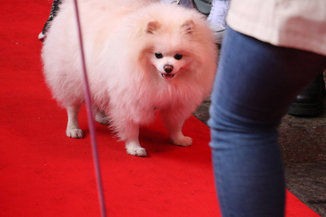 Más de medio centenar de perros pomerania desfilan en la Plaza Mayor de León