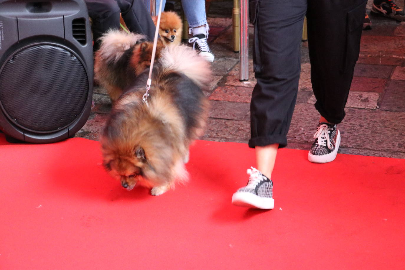 Más de medio centenar de perros pomerania desfilan en la Plaza Mayor de León