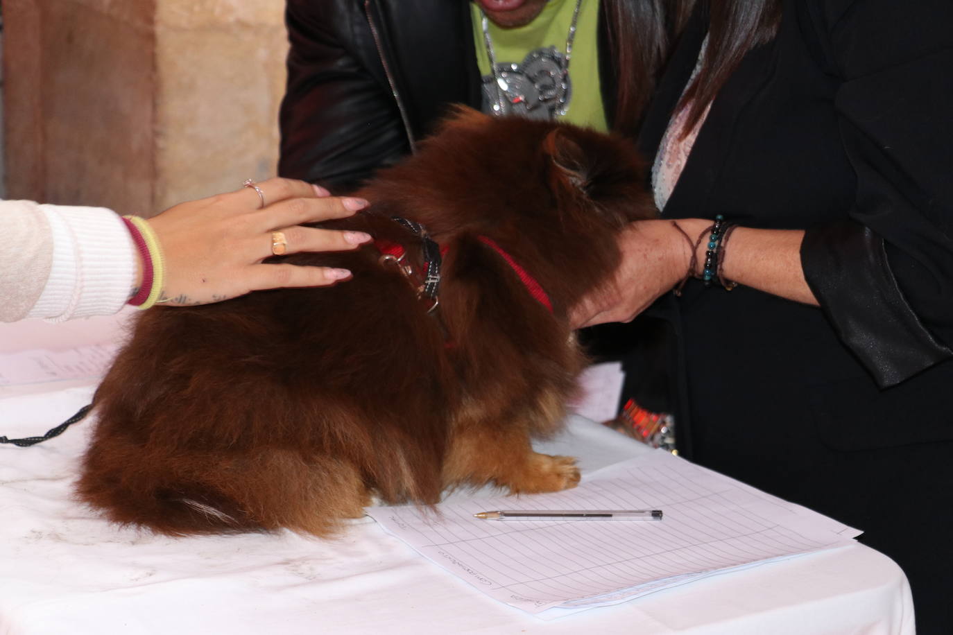 Más de medio centenar de perros pomerania desfilan en la Plaza Mayor de León