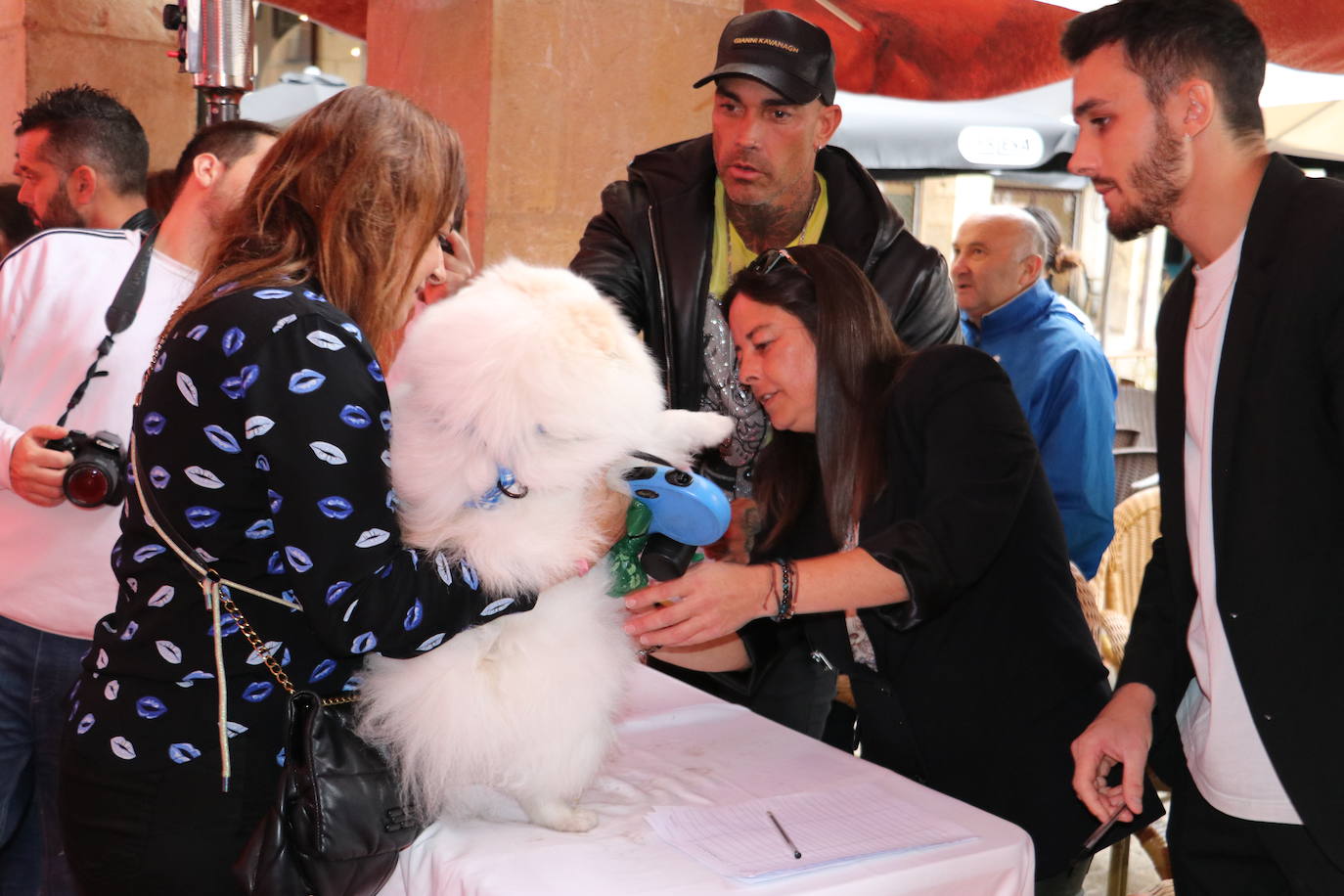 Más de medio centenar de perros pomerania desfilan en la Plaza Mayor de León