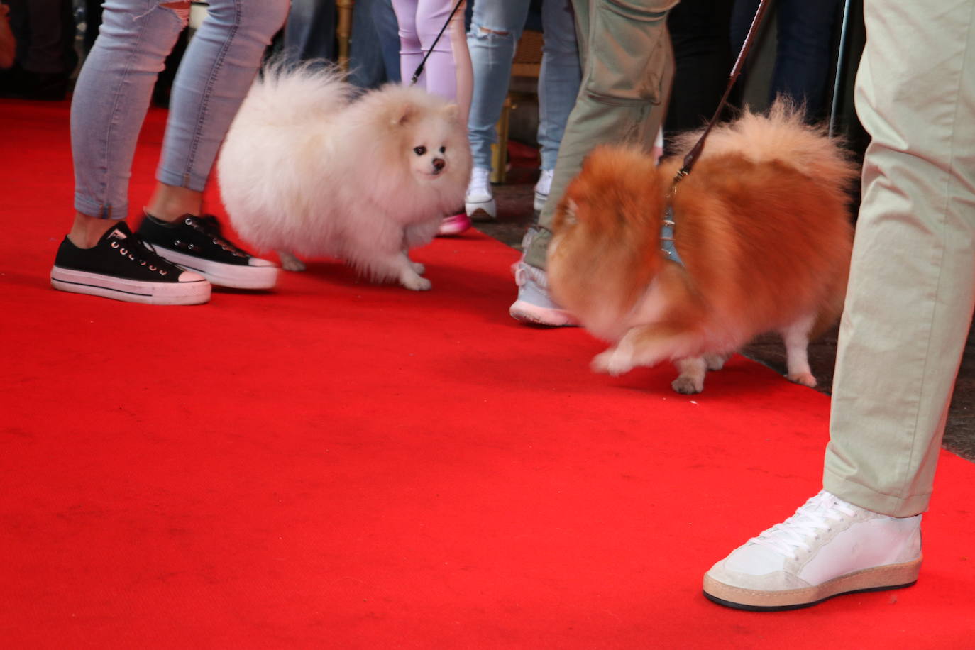 Más de medio centenar de perros pomerania desfilan en la Plaza Mayor de León