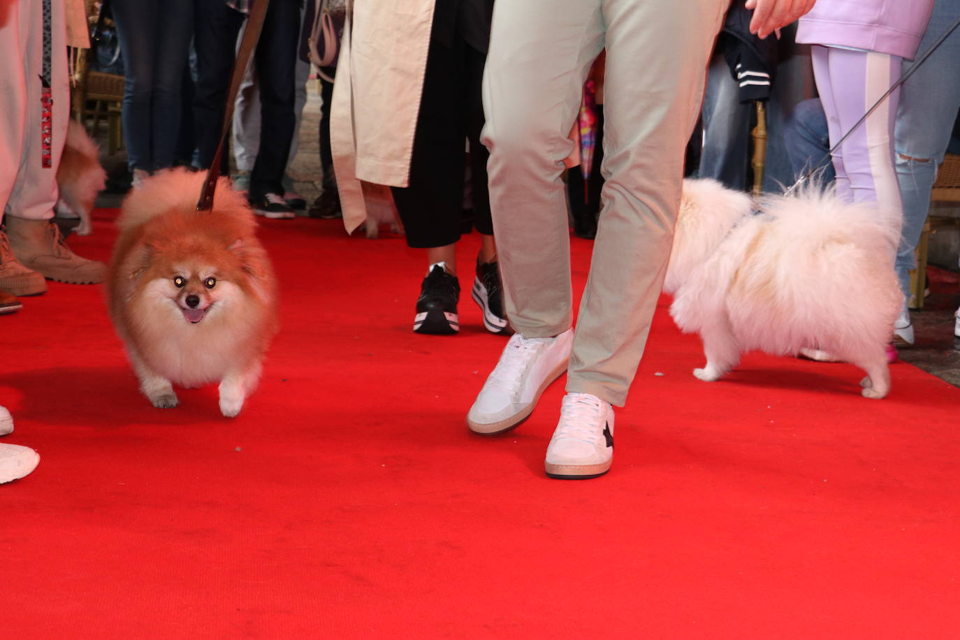 Más de medio centenar de perros pomerania desfilan en la Plaza Mayor de León