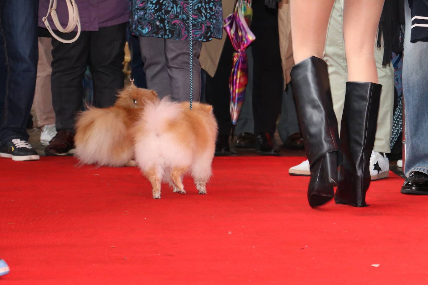 Más de medio centenar de perros pomerania desfilan en la Plaza Mayor de León