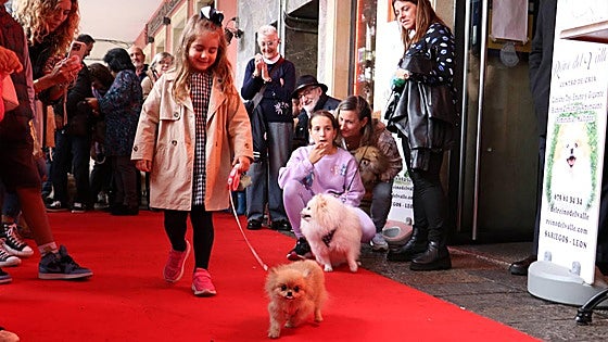 Estrellas de cuatro patas que derrochan estilo en el centro de León