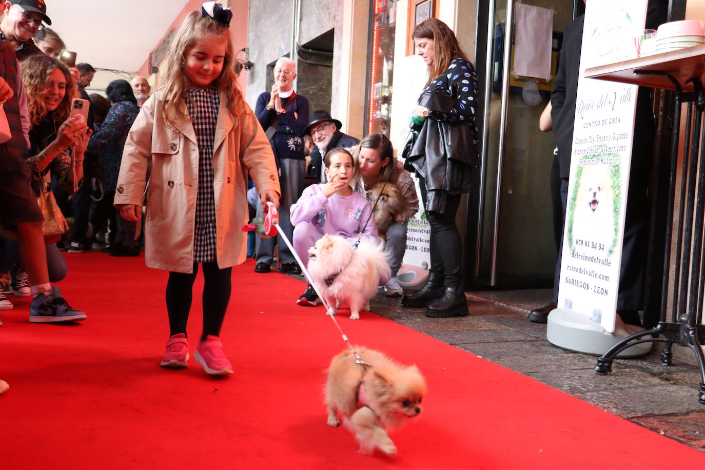 Más de medio centenar de perros pomerania desfilan en la Plaza Mayor de León