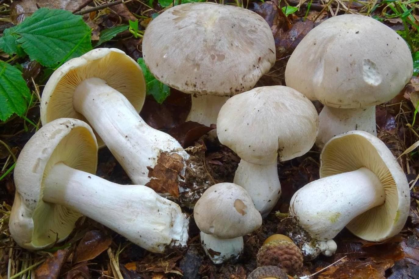 Imagen secundaria 1 - Rhodopurpureus, entoloma sinuatum y boletus satanas.