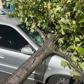 Le cae un árbol mientras conducía: «Cosas que pasan»