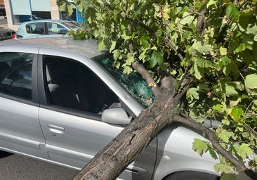 Le cae un árbol mientras conducía: «Cosas que pasan»