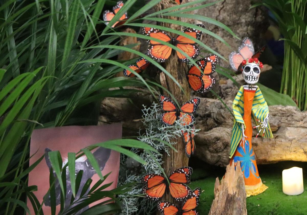 Mariposas monarca para el altar de muertos del Museo de la Emigración Leonesa.