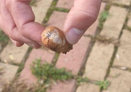 Salchicha con alfileres en su interior encontrada en la zona de esparcimiento canino de Nocedo.