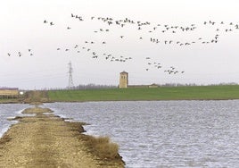 Aves en un humedal de Palencia.