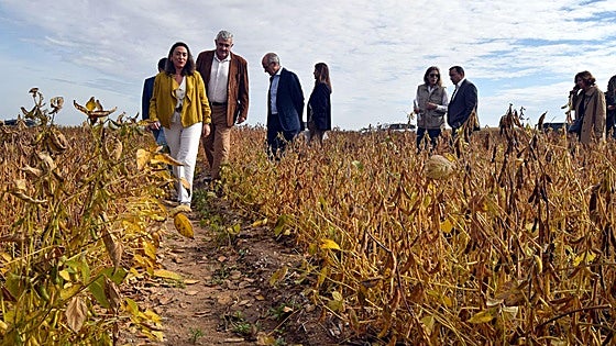 La soja no es alternativa de cultivo en el regadío