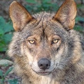 Los ataques de lobo en León en 2024: mayor cantidad pero menos letalidad