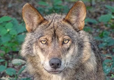 Los ataques de lobo en León en 2024: mayor cantidad pero menos letalidad