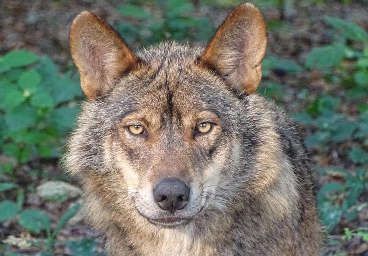 Lobo ibérico.