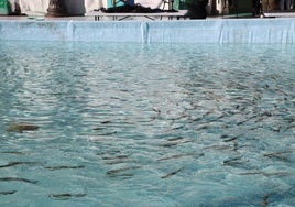 Una de las piscinas instaladas en la Plaza Mayor de León.